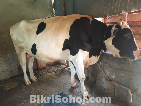 পদ্মার এপারের সবচেয়ে বড় গরু !!!